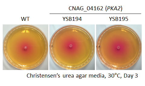 Urease phenotype for CNAG_04162T0