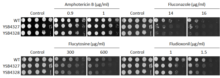 Antifungal drug susceptibility for CNAG_04191T0