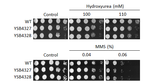 Genotoxic stress phenotype for CNAG_04191T0