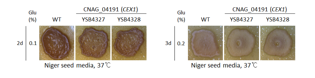 Melanin phenotype for CNAG_04191T0