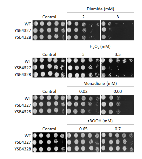 Oxidative stress phenotype for CNAG_04191T0