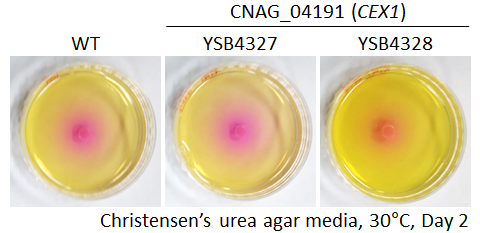 Urease phenotype for CNAG_04191T0