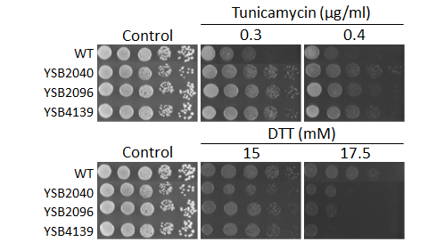 ER stress phenotype for CNAG_04197T0