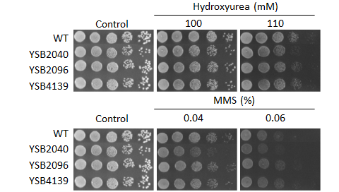 Genotoxic stress phenotype for CNAG_04197T0