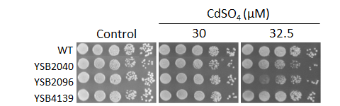 Heavy metal stress phenotype for CNAG_04197T0