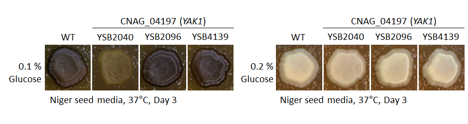 Melanin phenotype for CNAG_04197T0