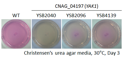 Urease phenotype for CNAG_04197T0
