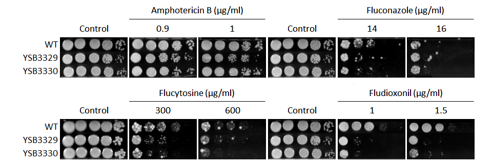 Antifungal drug susceptibility for CNAG_04215T0