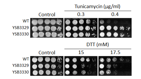 ER stress phenotype for CNAG_04215T0