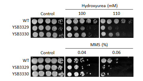 Genotoxic stress phenotype for CNAG_04215T0