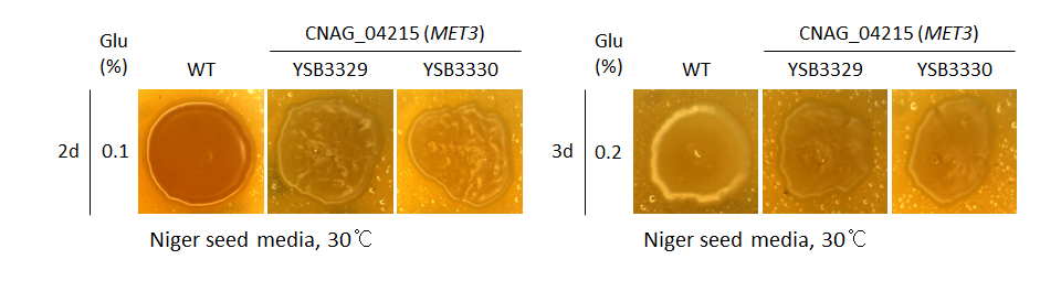 Melanin phenotype for CNAG_04215T0
