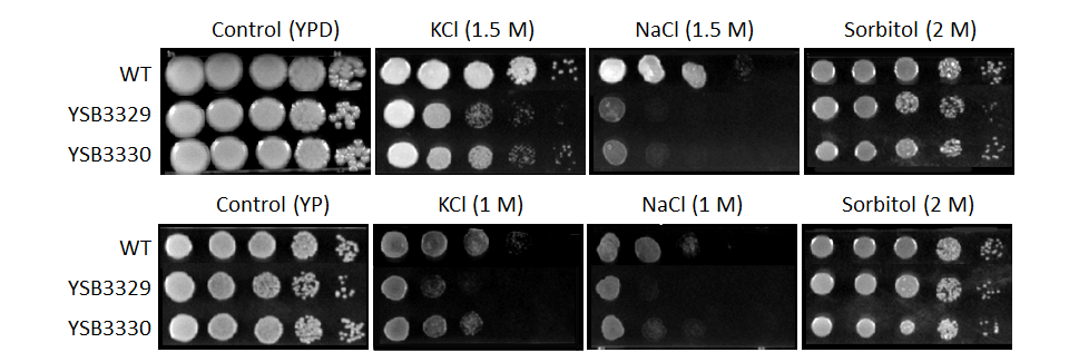 Osmotic stress phenotype for CNAG_04215T0