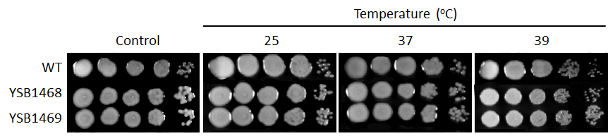 Growth phenotype for CNAG_04230T0