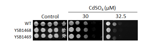 Heavy metal stress phenotype for CNAG_04230T0
