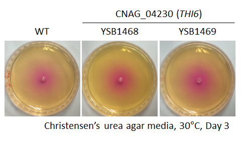 Urease phenotype for CNAG_04230T0