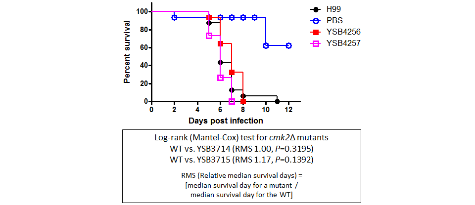 Galleria mellonella virulence data for CNAG_04272T0