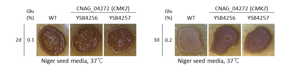 Melanin phenotype for CNAG_04272T0