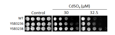 Heavy metal stress phenotype for CNAG_04282T0