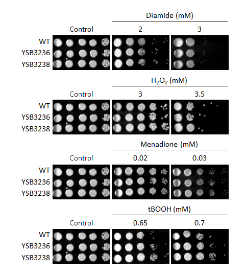 Oxidative stress phenotype for CNAG_04282T0