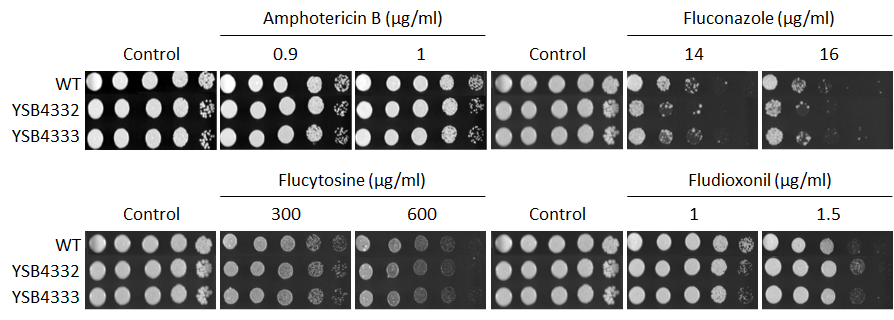 Antifungal drug susceptibility for CNAG_04314T1