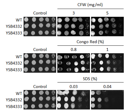 Cell wall stress phenotype for CNAG_04314T1