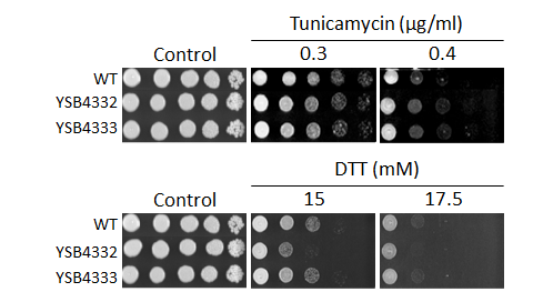 ER stress phenotype for CNAG_04314T1