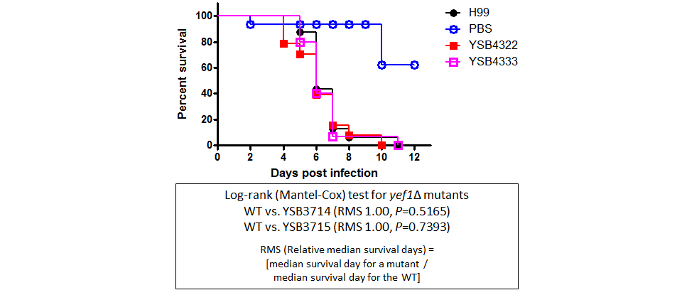 Galleria mellonella virulence data for CNAG_04314T1