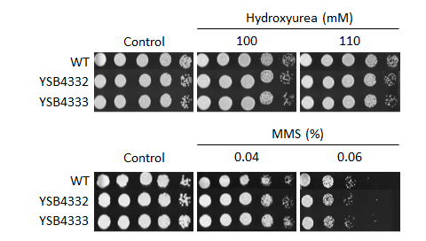 Genotoxic stress phenotype for CNAG_04314T1