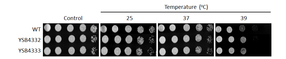 Growth phenotype for CNAG_04314T1