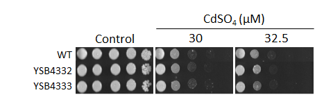 Heavy metal stress phenotype for CNAG_04314T1