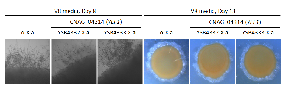 Growth phenotype for CNAG_04314T1