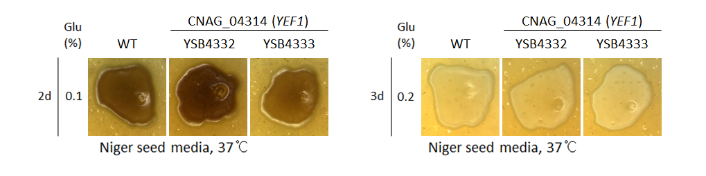 Melanin phenotype for CNAG_04314T1