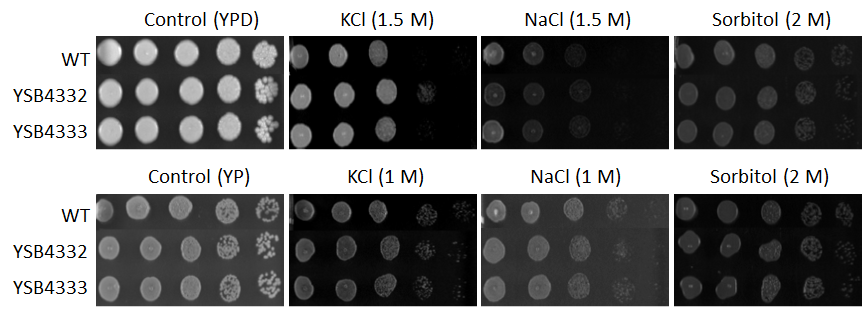 Osmotic stress phenotype for CNAG_04314T1