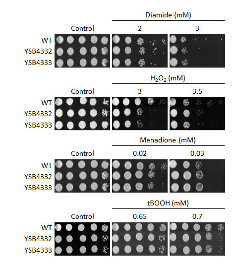 Oxidative stress phenotype for CNAG_04314T1