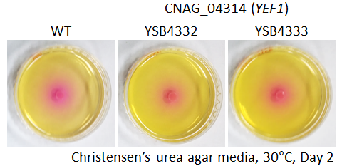 Urease phenotype for CNAG_04314T1