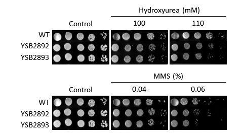 Genotoxic stress phenotype for CNAG_04316T0