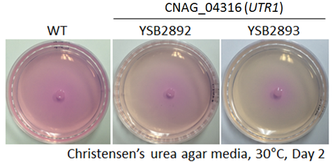 Urease phenotype for CNAG_04316T0