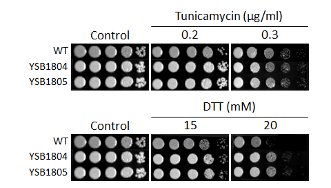 ER stress phenotype for CNAG_04408T0