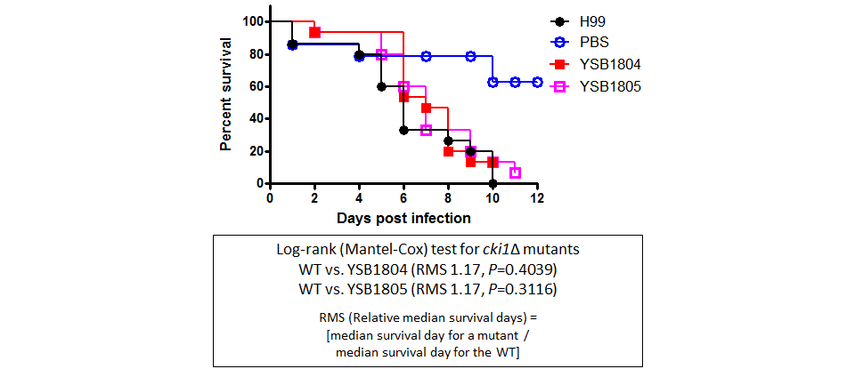 Galleria mellonella virulence data for CNAG_04408T0