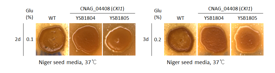 Melanin phenotype for CNAG_04408T0