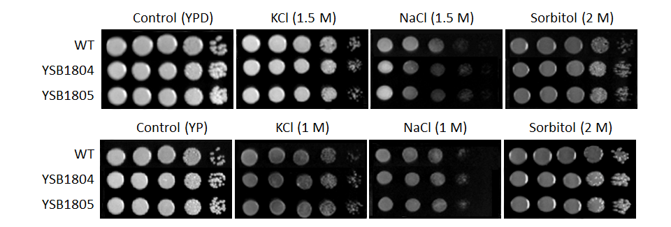 Osmotic stress phenotype for CNAG_04408T0