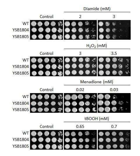 Oxidative stress phenotype for CNAG_04408T0