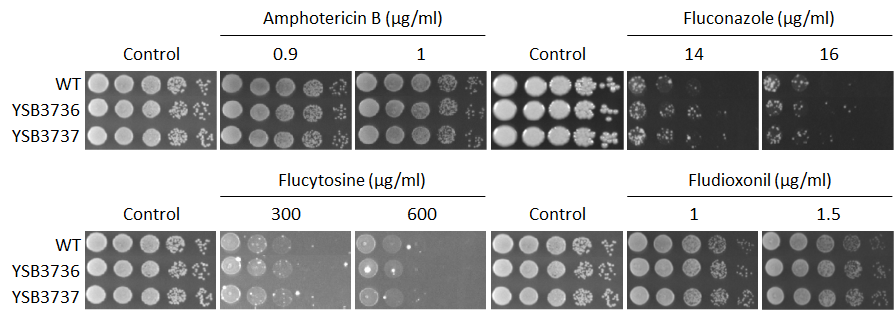 Antifungal drug susceptibility for CNAG_04433T0