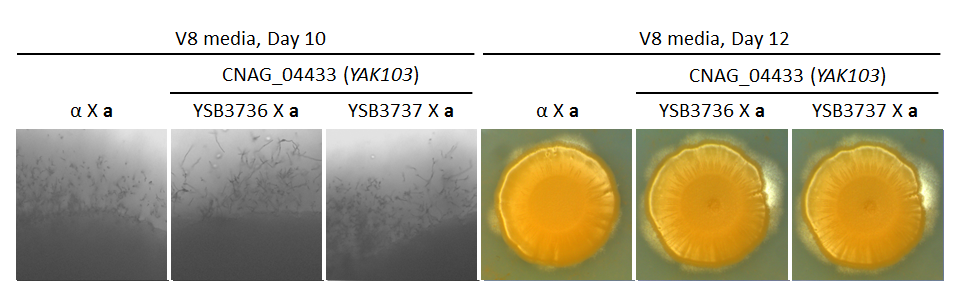 Growth phenotype for CNAG_04433T0