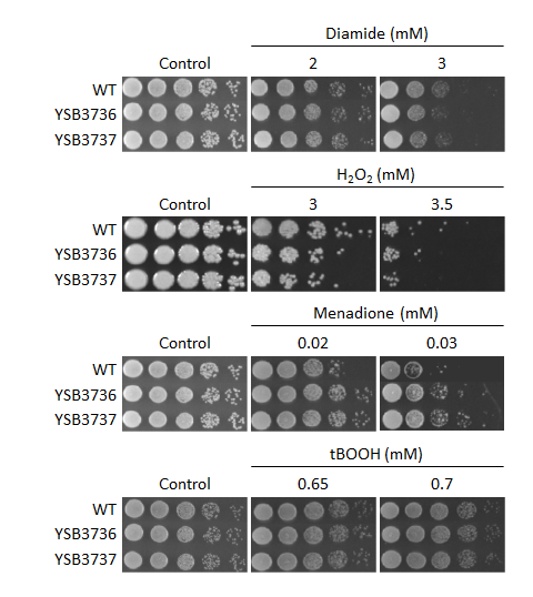 Oxidative stress phenotype for CNAG_04433T0