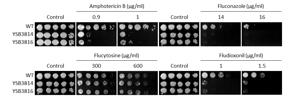 Antifungal drug susceptibility for CNAG_04514T0