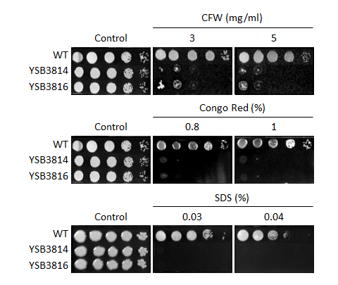 Cell wall stress phenotype for CNAG_04514T0