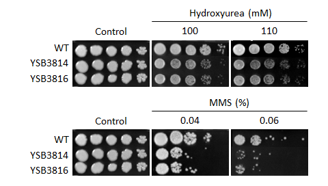 Genotoxic stress phenotype for CNAG_04514T0