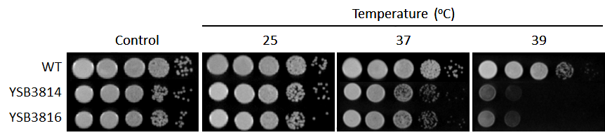 Growth phenotype for CNAG_04514T0