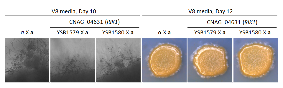 Growth phenotype for CNAG_04631T0